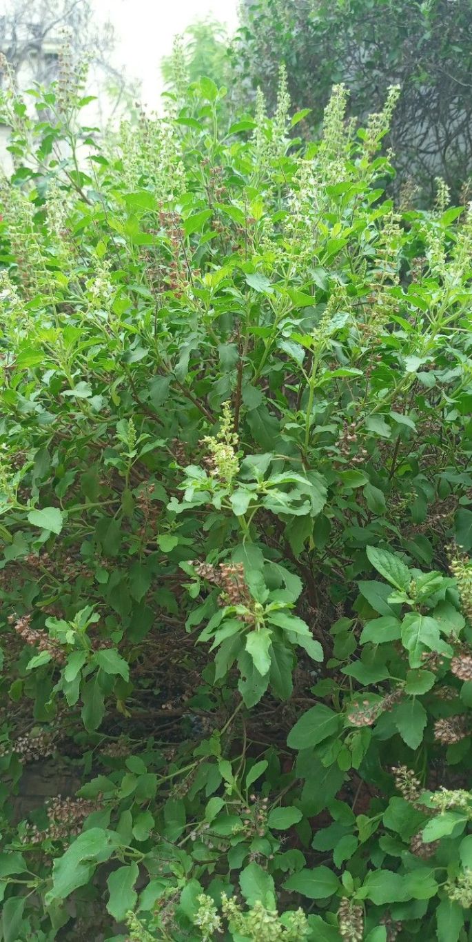 🌿 Tulsi: A Divine Healer for the Modern&nbsp;World.